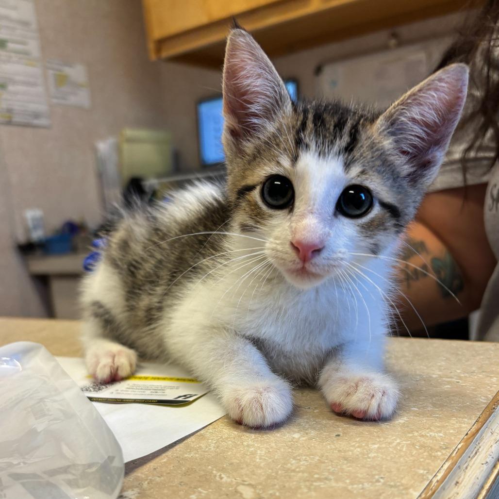Enlarge Button Bush, a Adoptable Domestic Short Hair in Carencro, LA image 2/6