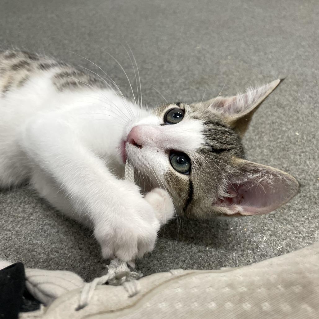 Enlarge Button Bush, a Adoptable Domestic Short Hair in Carencro, LA image 3/6