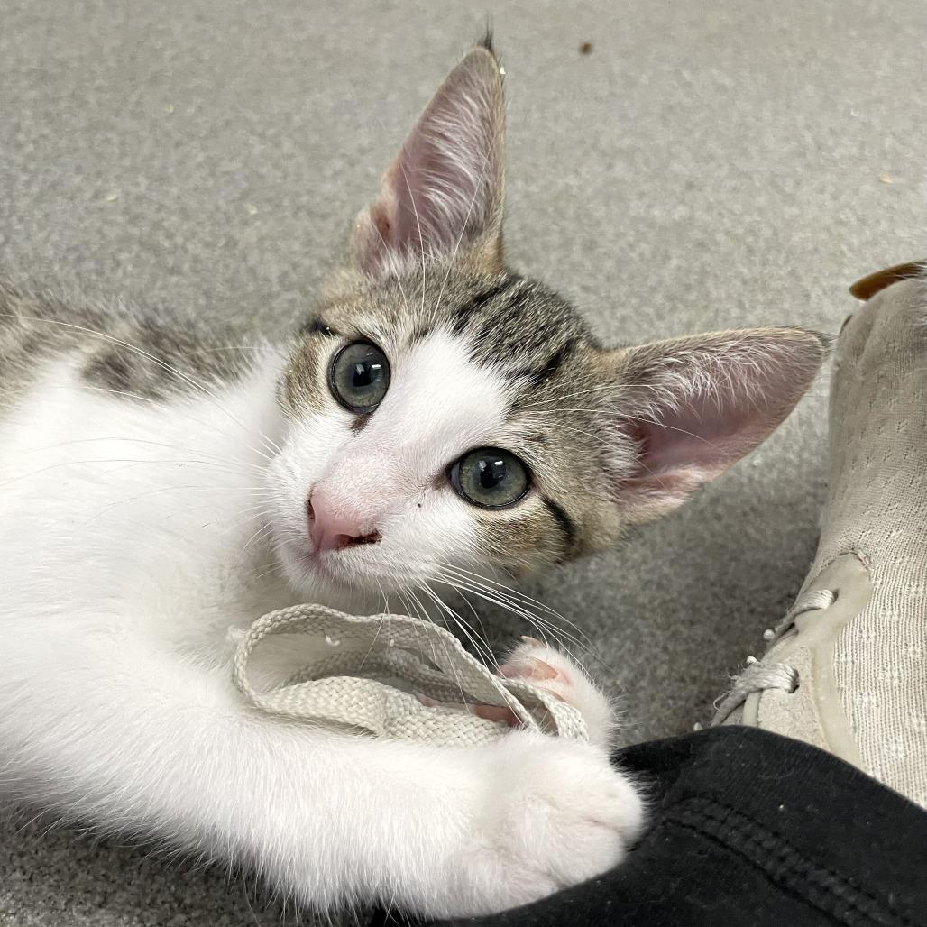 Enlarge Button Bush, a Adoptable Domestic Short Hair in Carencro, LA image 4/6
