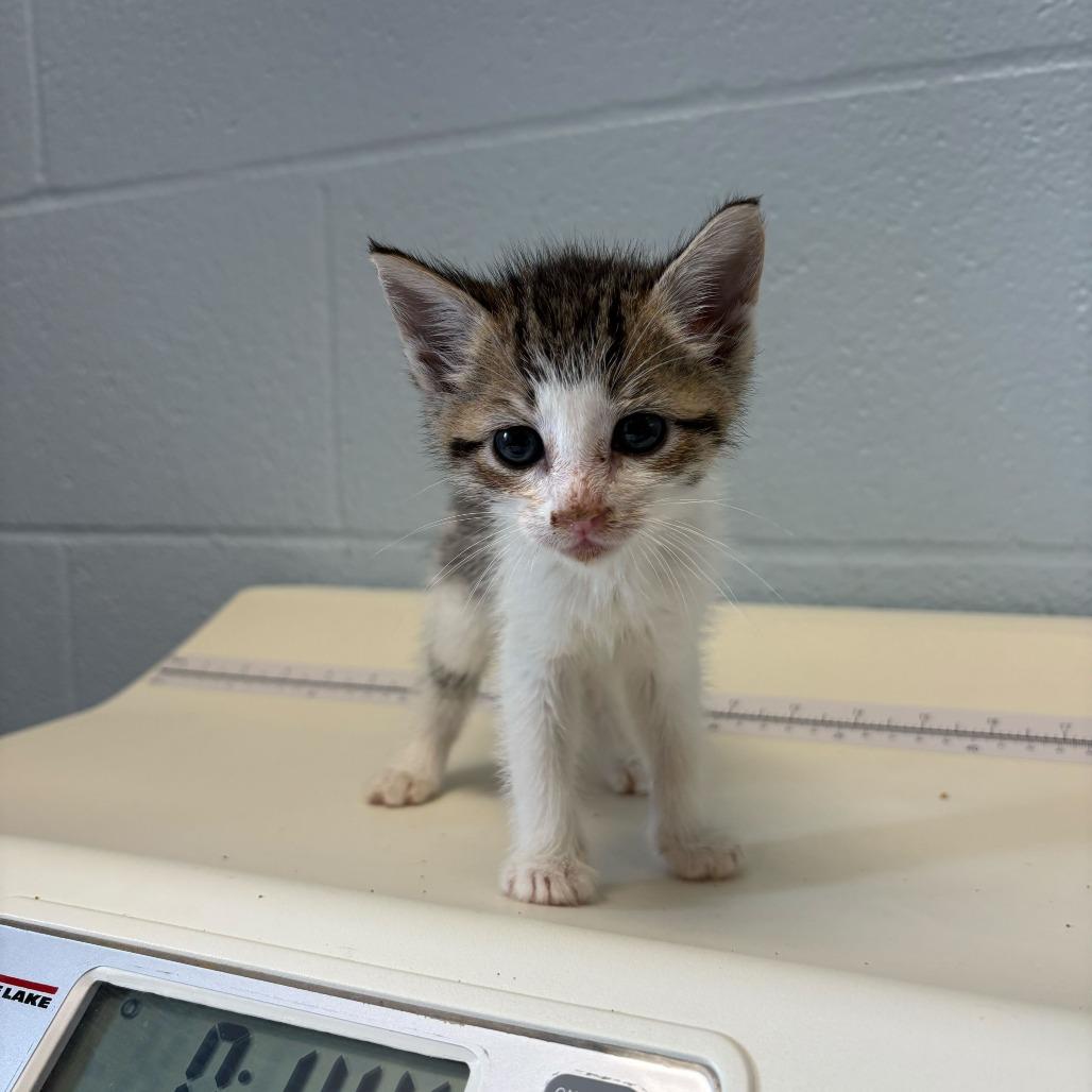 Enlarge Button Bush, a Adoptable Domestic Short Hair in Carencro, LA image 5/6