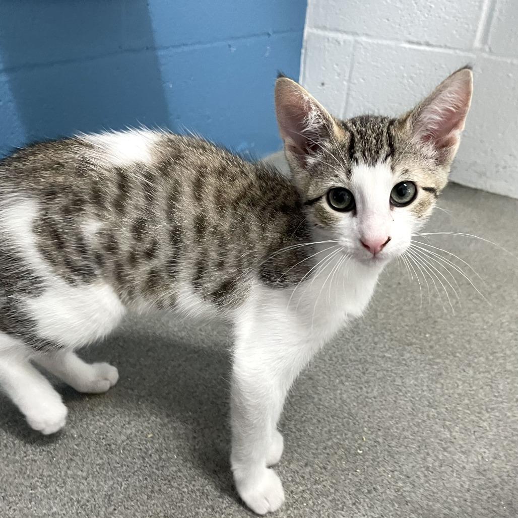 Enlarge Button Bush, a Adoptable Domestic Short Hair in Carencro, LA image 6/6