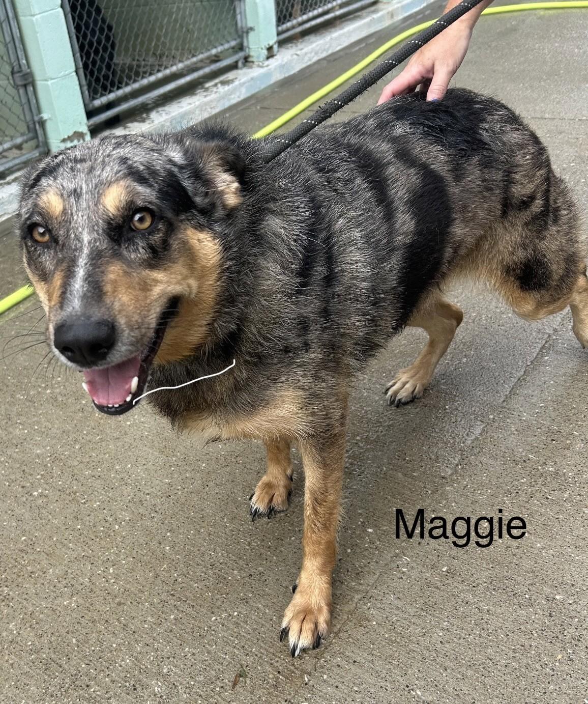 Enlarge Maggie, a ADOPTABLE mixed breed in Mount Sterling, KY image 1/1