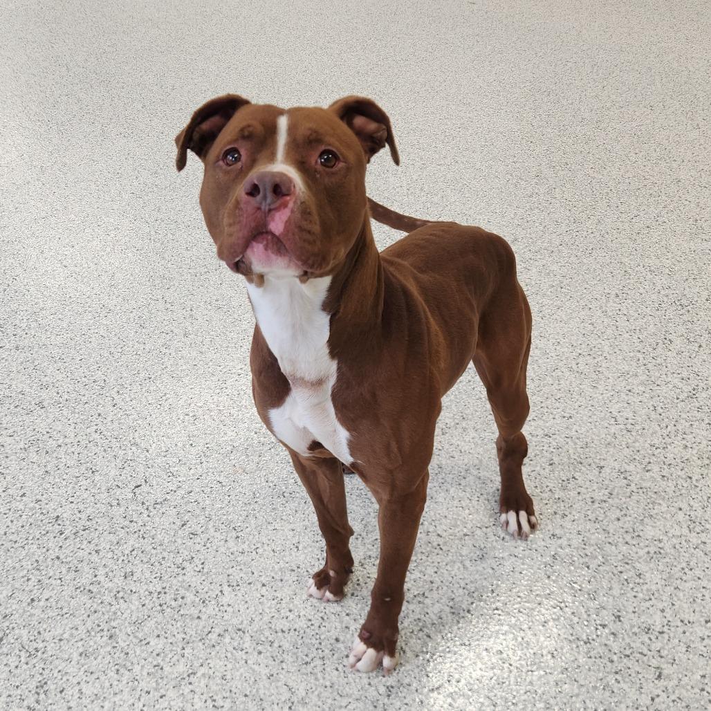 Enlarge Sneakers, a Adoptable Pit Bull Terrier in Fort Wayne, IN image 1/4