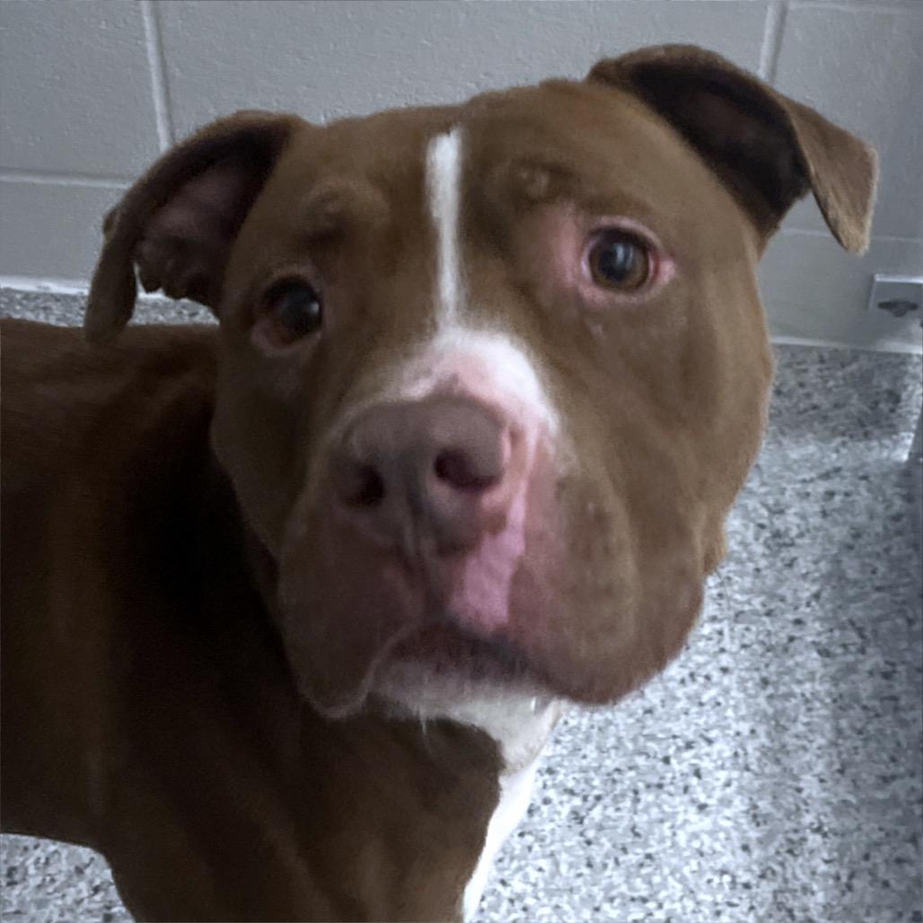 Enlarge Sneakers, a Adoptable Pit Bull Terrier in Fort Wayne, IN image 2/4
