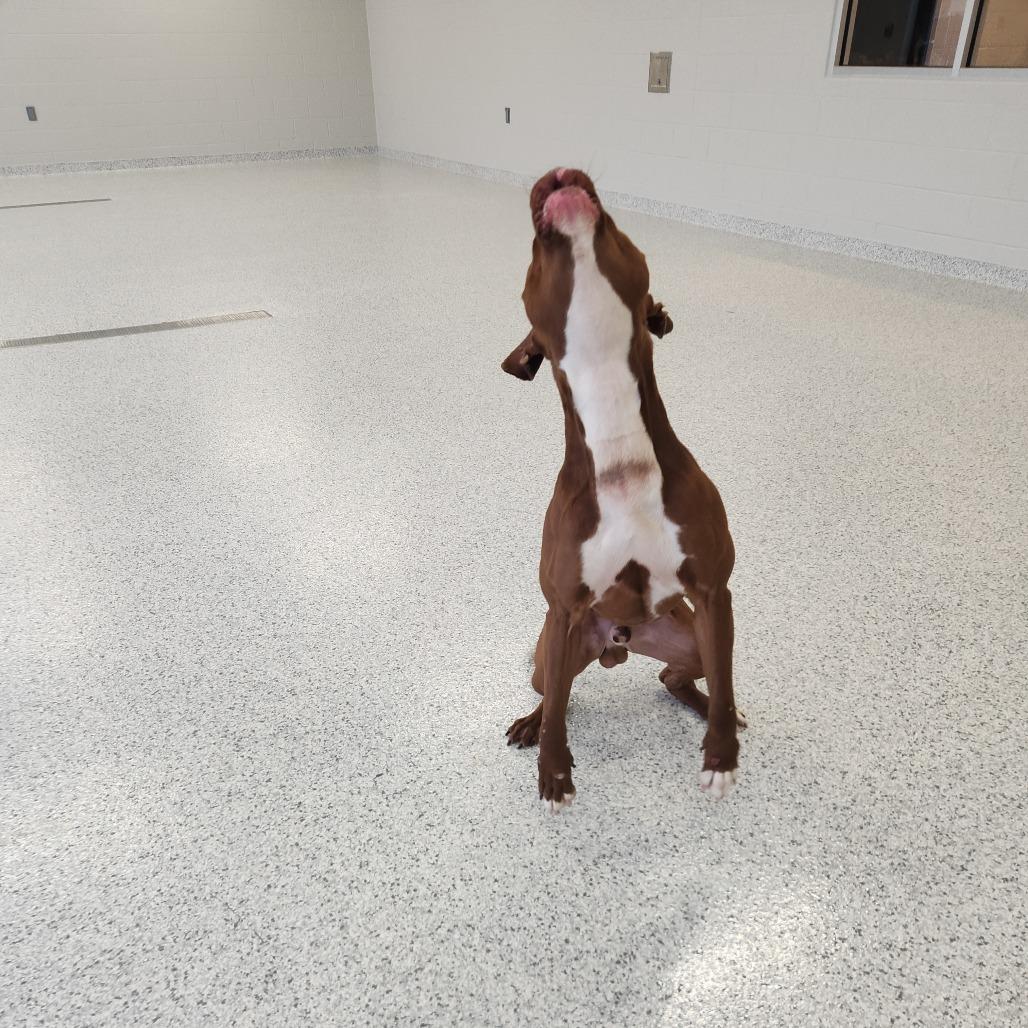 Enlarge Sneakers, a Adoptable Pit Bull Terrier in Fort Wayne, IN image 4/4