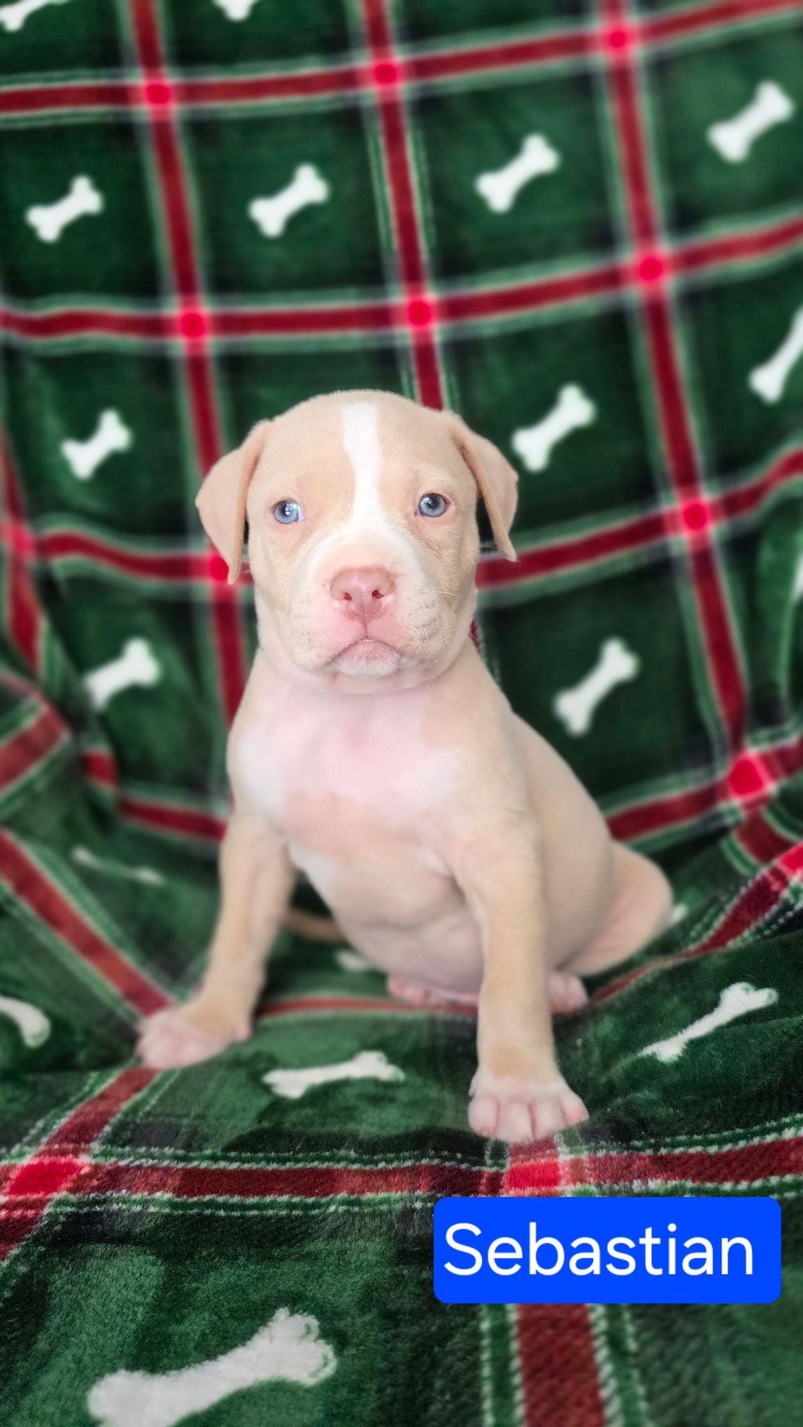 Sebastian, Adoptable, Puppy Male Pit Bull Terrier & Hound.