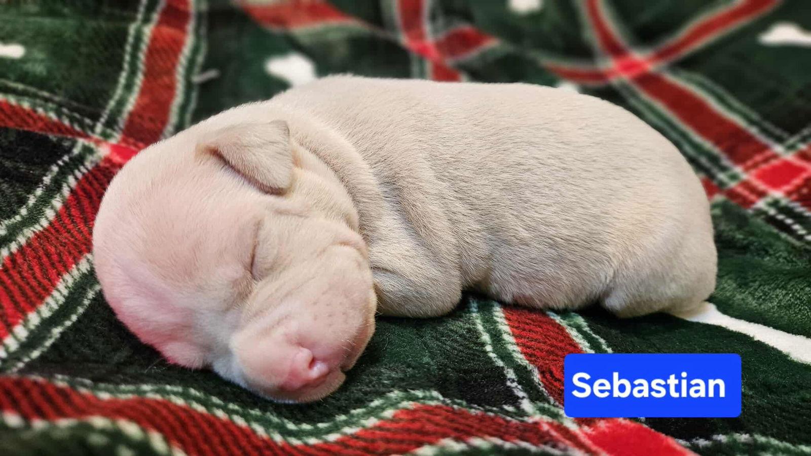 Sebastian, Adoptable, Puppy Male Pit Bull Terrier & Hound.