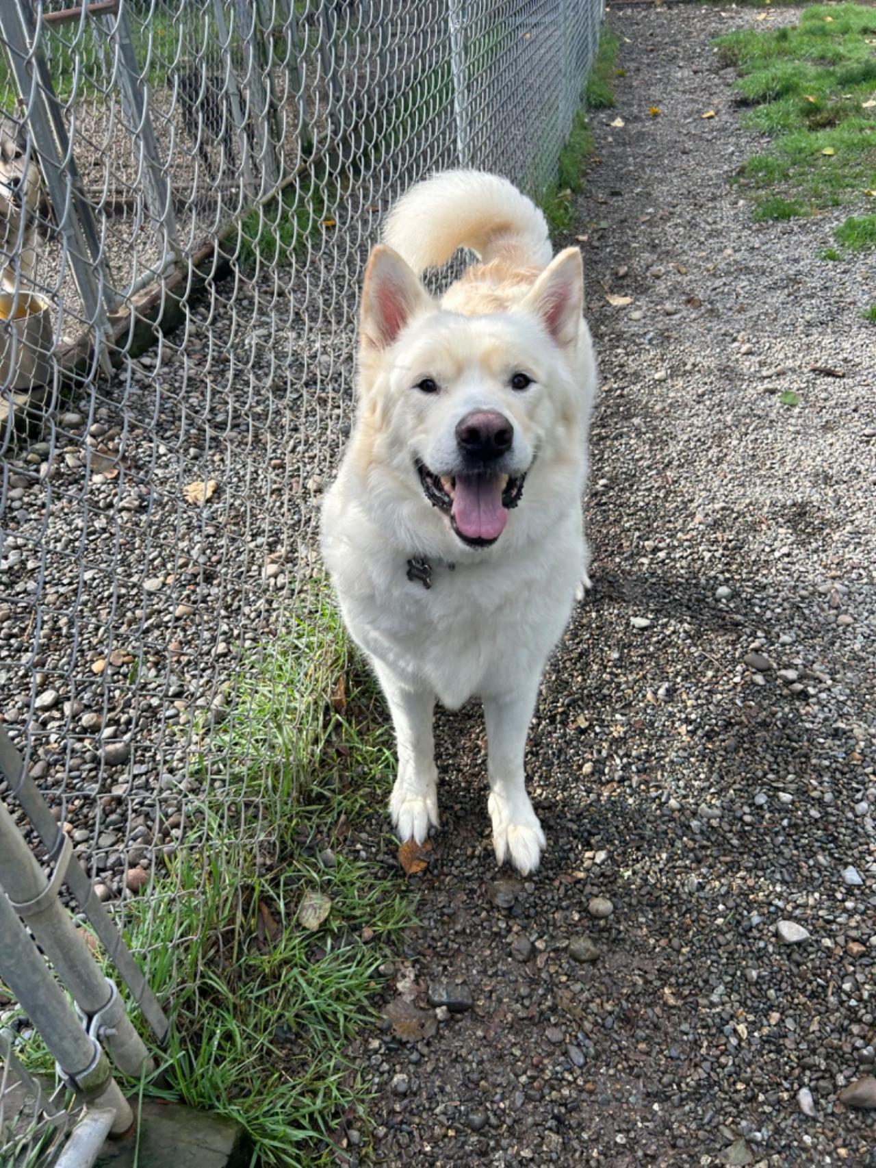 Enlarge SHADOW, a Adoptable Alaskan Malamute in Seattle, WA image 1/3