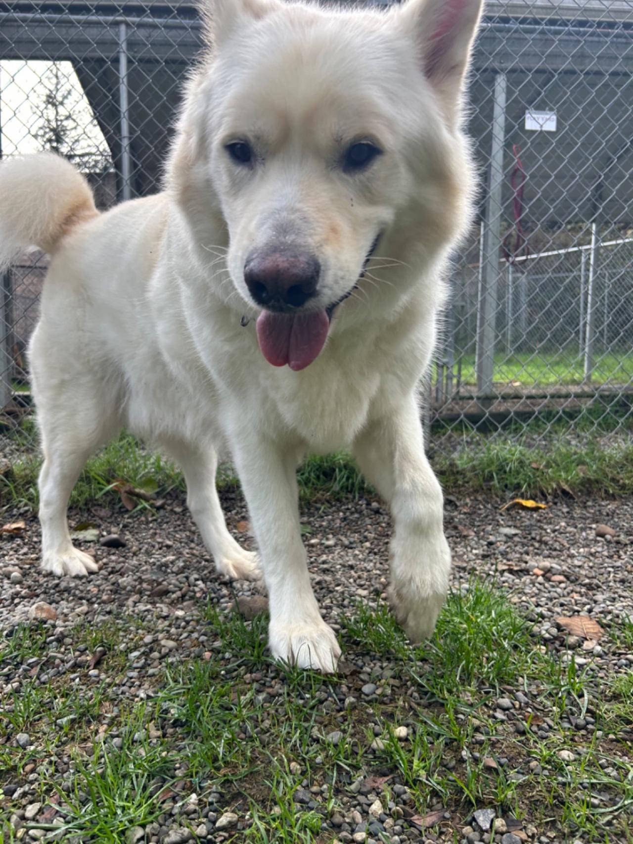 Enlarge SHADOW, a Adoptable Alaskan Malamute in Seattle, WA image 2/3