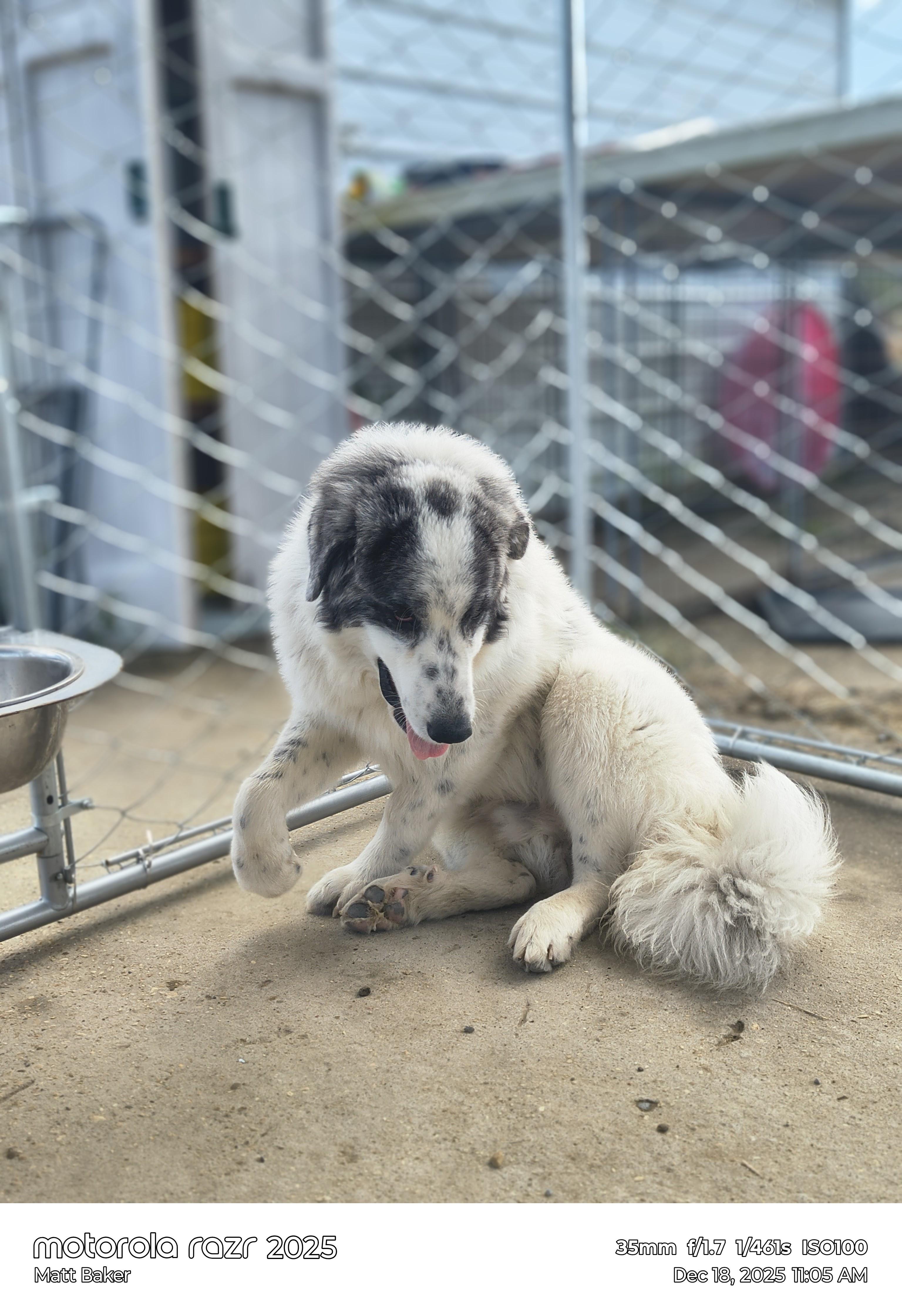 Buddie, an adopted Great Pyrenees in Cheektowaga, NY image 3/4