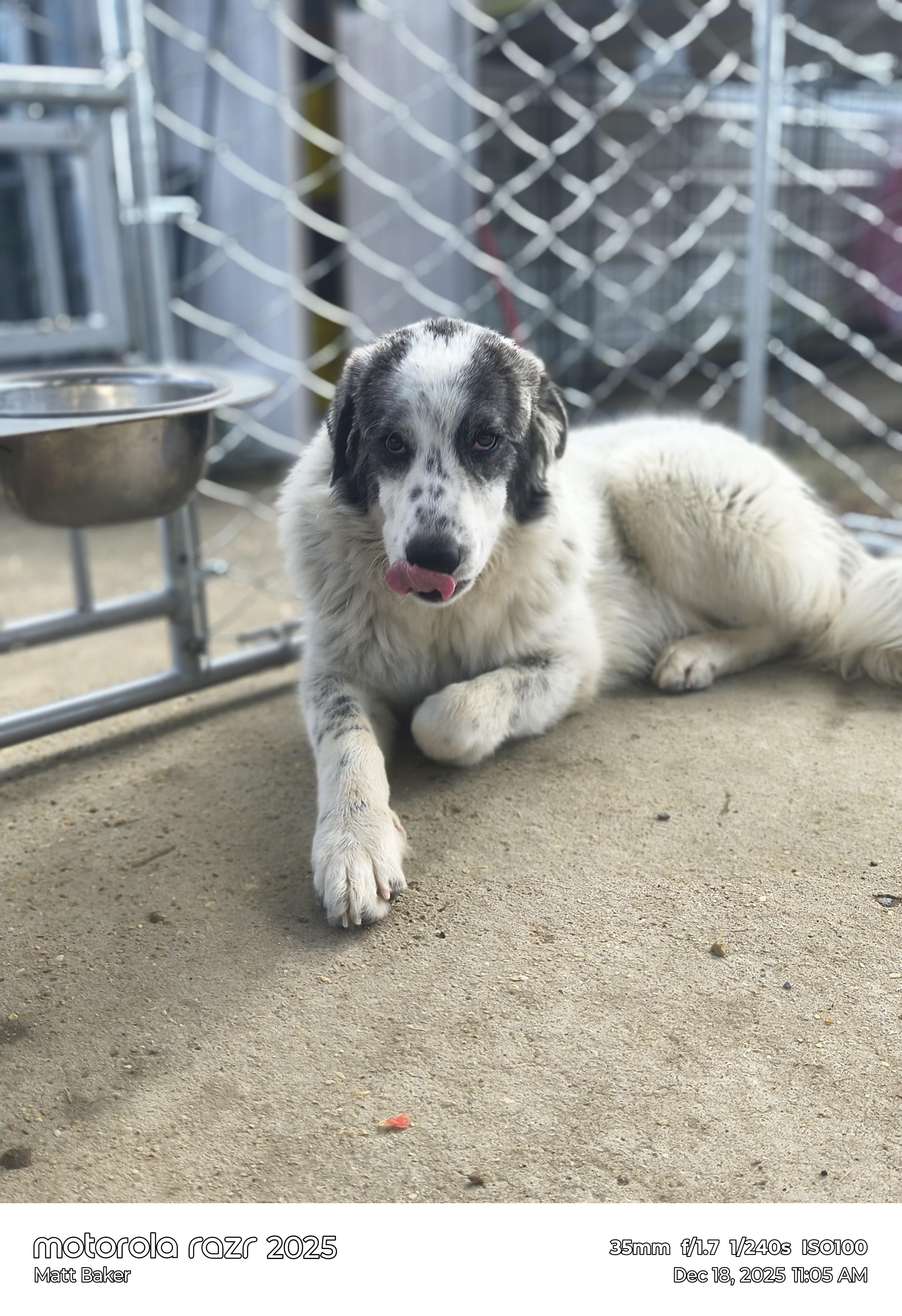 Buddie, an adopted Great Pyrenees in Cheektowaga, NY image 4/4