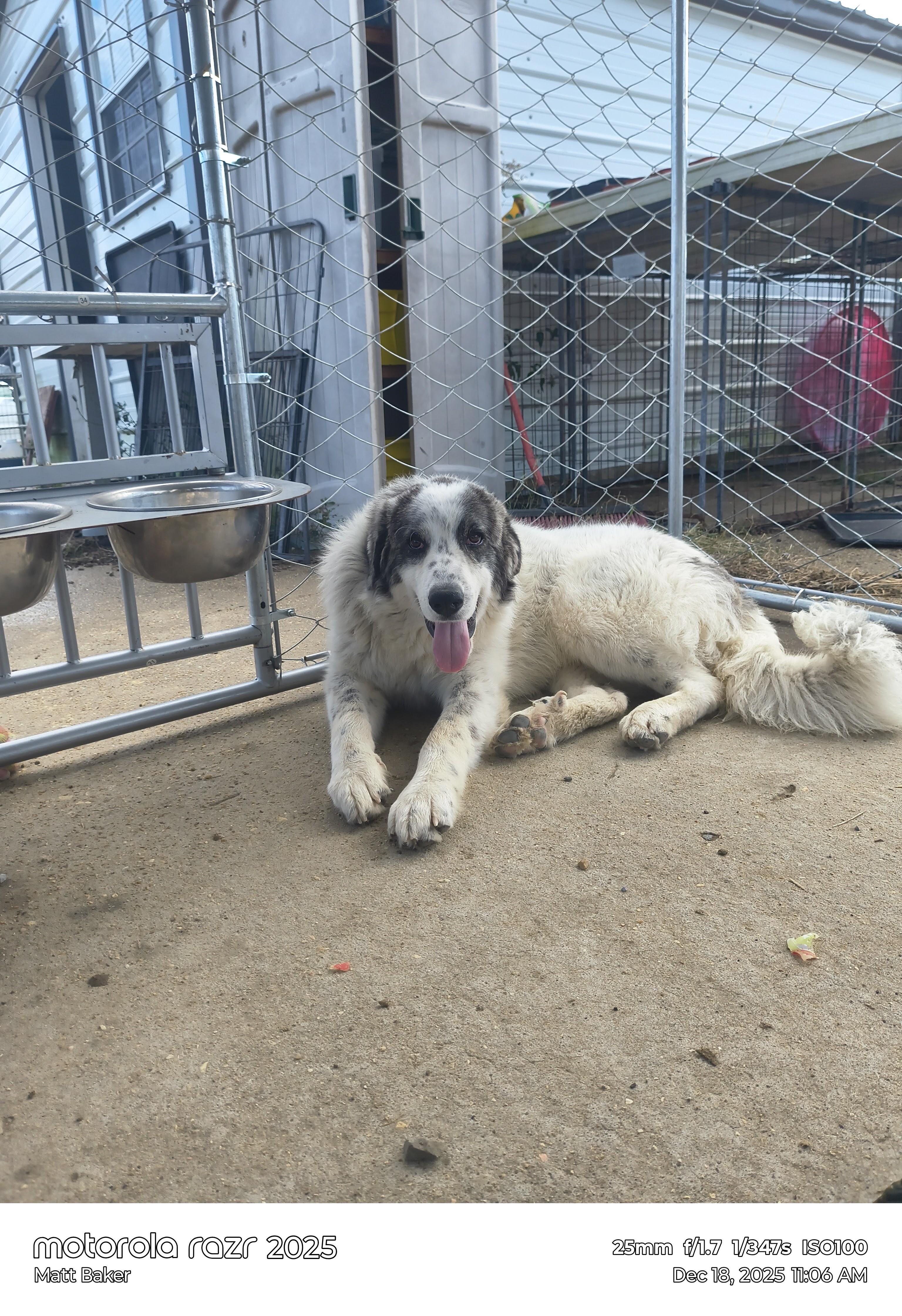 Buddie, adopted, Young Male Great Pyrenees.