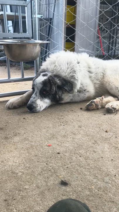 Enlarge Buddie, an adopted Great Pyrenees in Cheektowaga, NY video 1/4