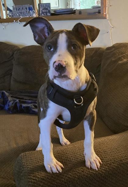 Artemis, a Adoptable mixed breed in Anderson, IN image 2/3