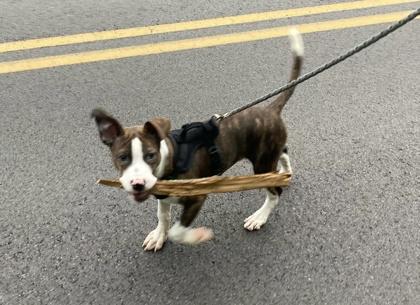 Artemis, a Adoptable mixed breed in Anderson, IN image 3/3