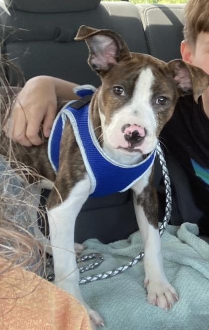Artemis, a Adoptable mixed breed in Anderson, IN image 1/3