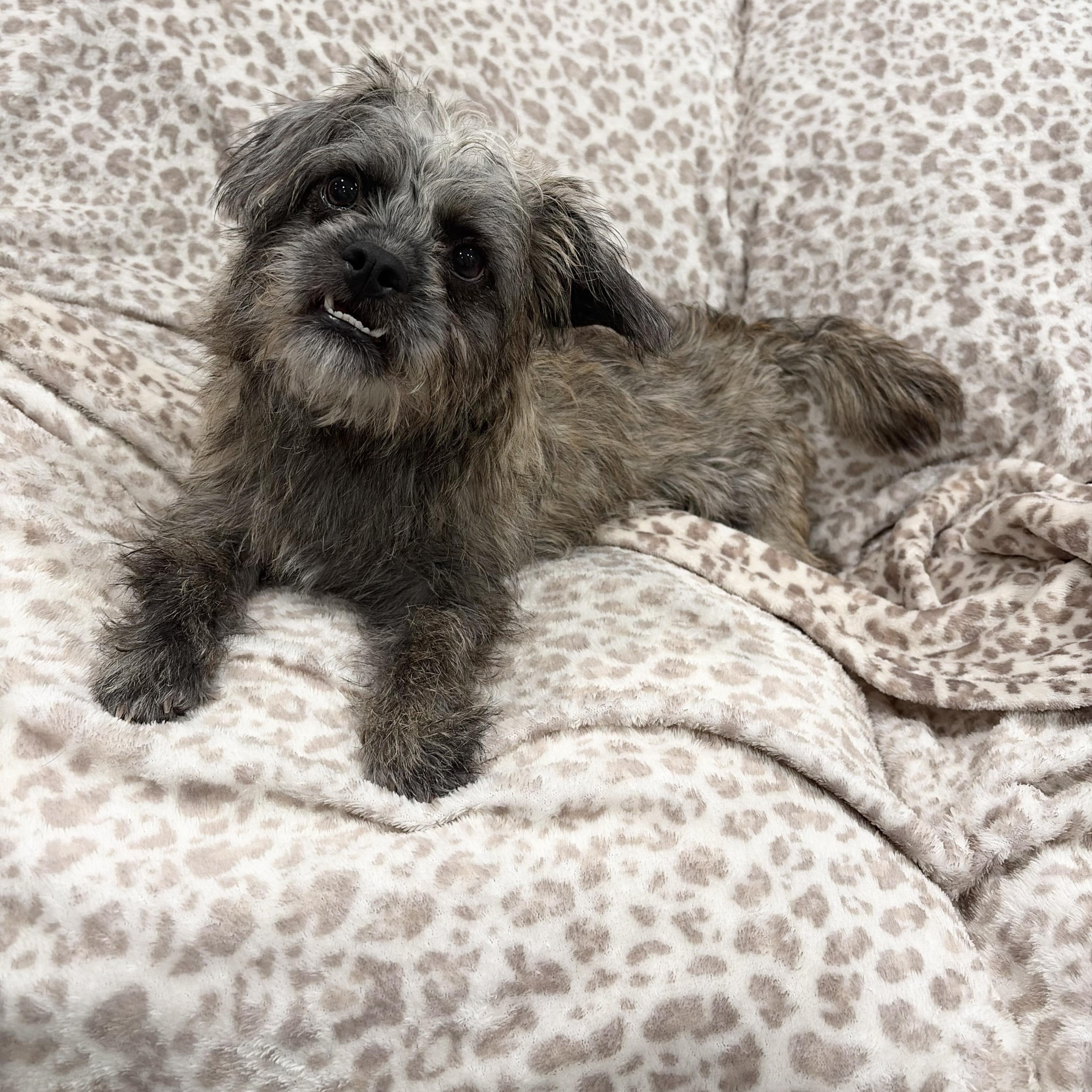 Scruffy little Birdie, a ADOPTABLE Cairn Terrier in West Hartford , CT image 2/6