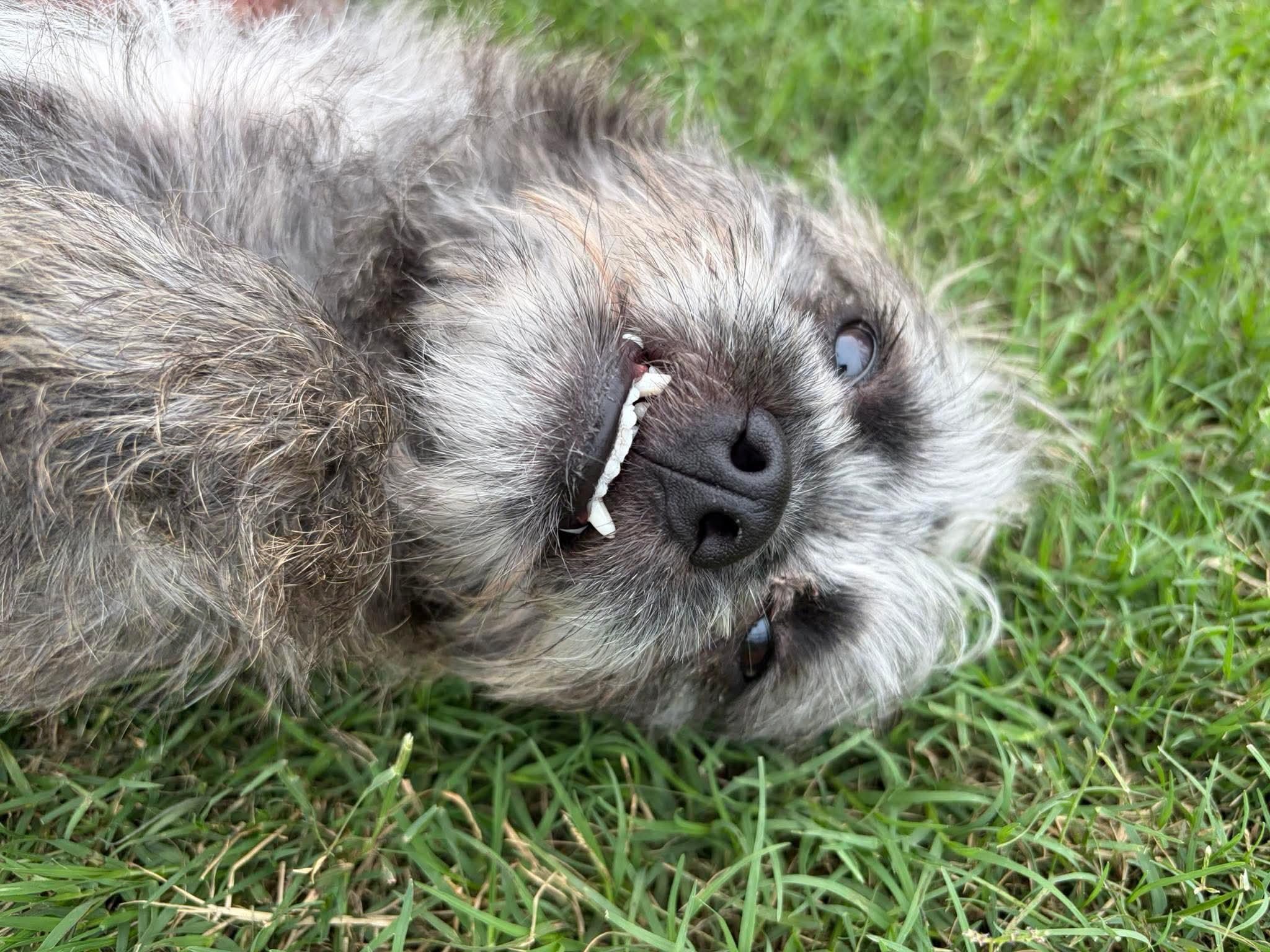 Scruffy little Birdie, a ADOPTABLE Cairn Terrier in West Hartford , CT image 5/6