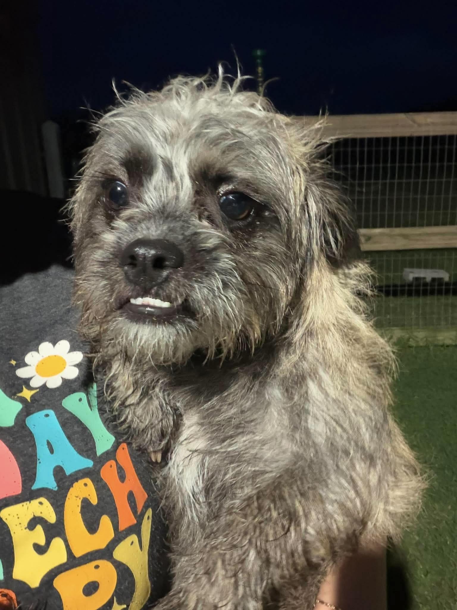 Scruffy little Birdie, a ADOPTABLE Cairn Terrier in West Hartford , CT image 4/6