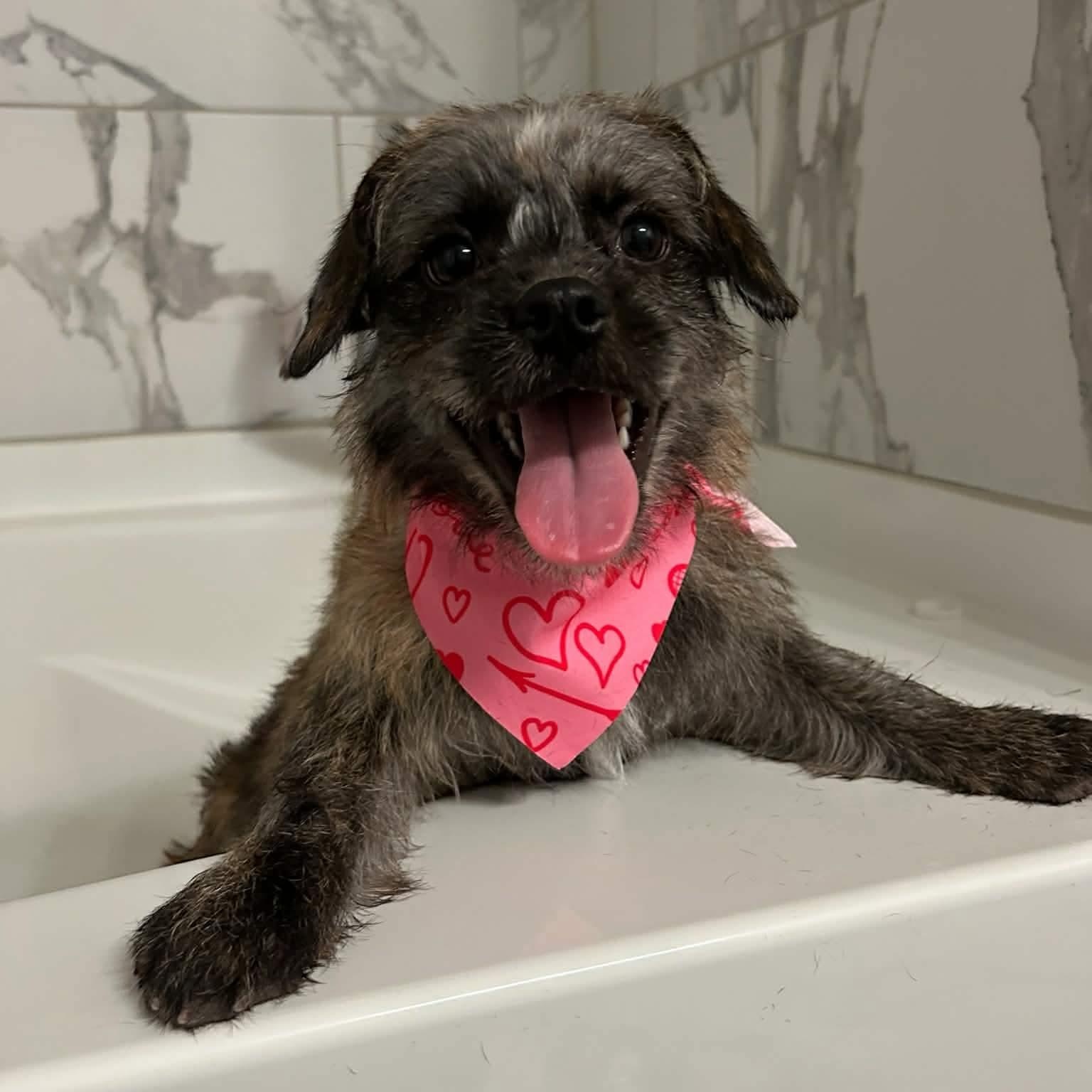 Scruffy little Birdie, ADOPTABLE, Young Female Cairn Terrier.