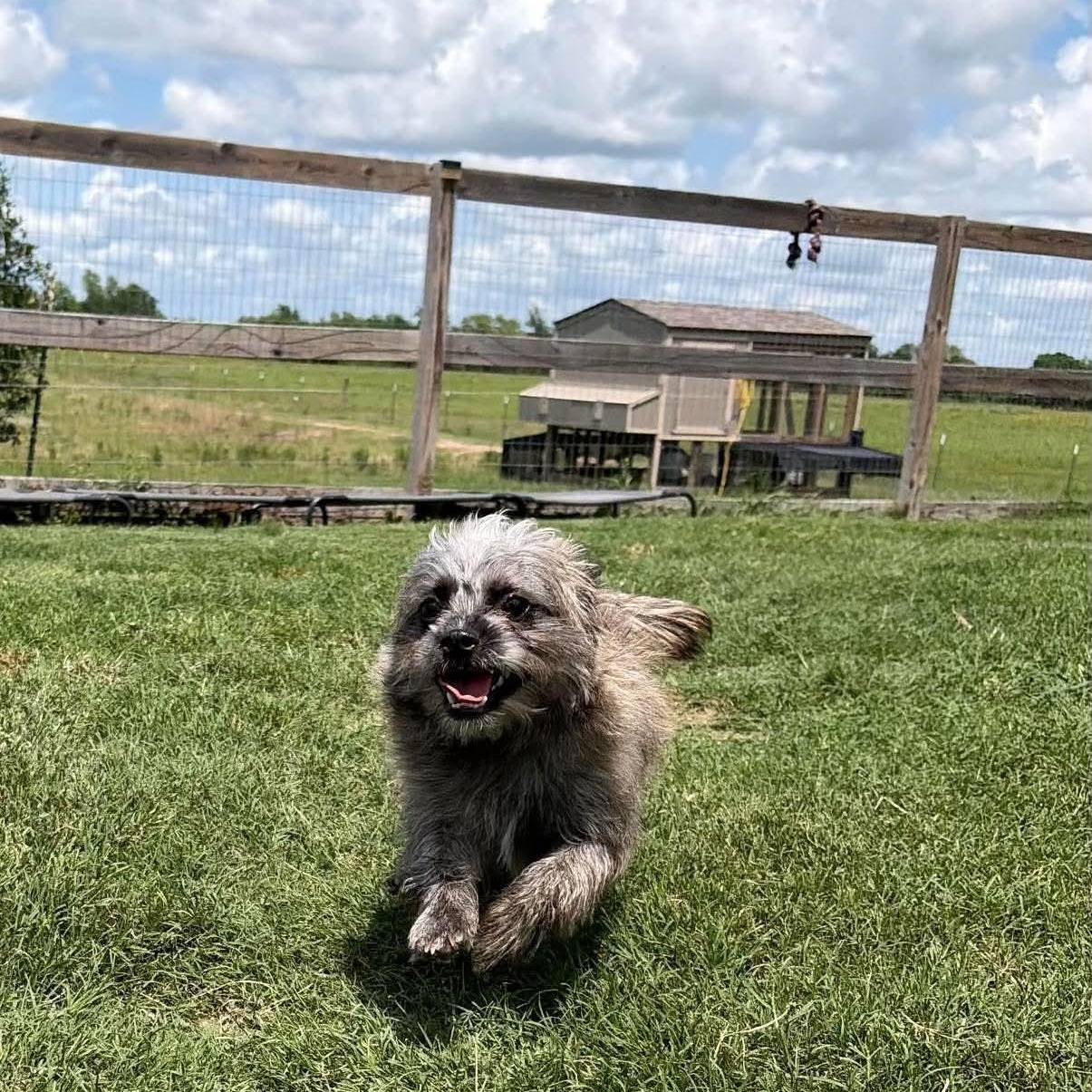 Scruffy little Birdie, a ADOPTABLE Cairn Terrier in West Hartford , CT image 3/6