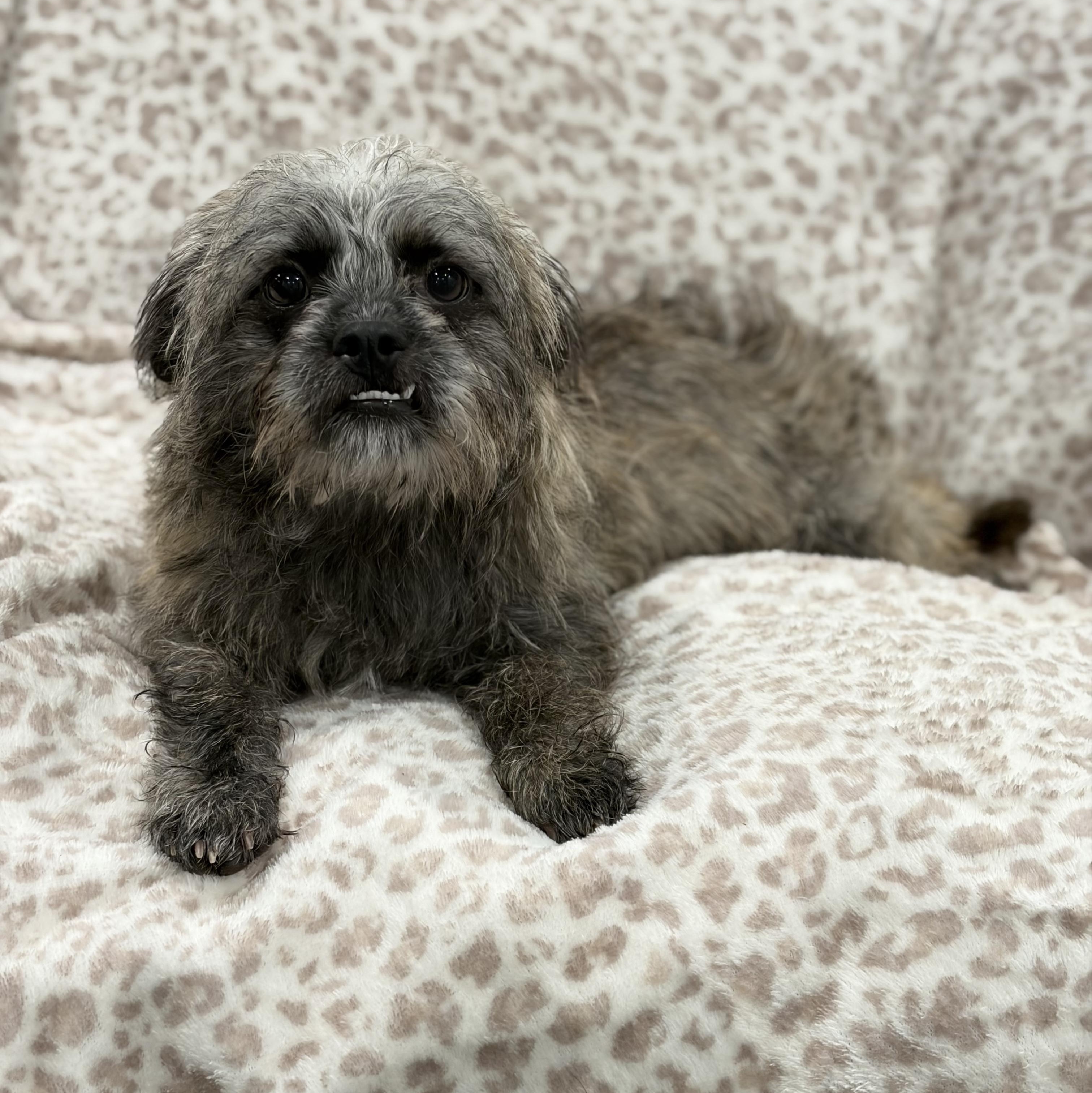 Scruffy little Birdie, a ADOPTABLE Cairn Terrier in West Hartford , CT image 6/6