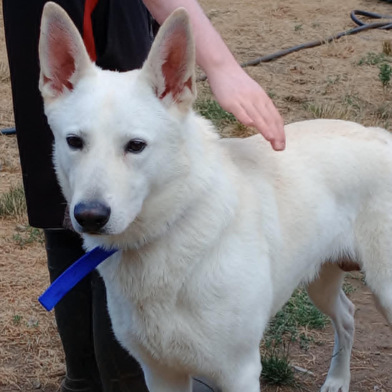 Enlarge Polar, an adopted mixed breed in Rochester, WA image 1/5