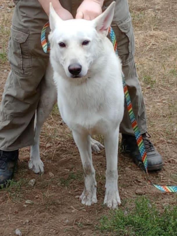 Polar 4