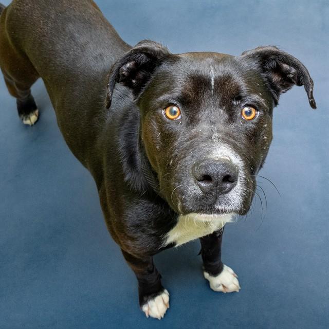 SAMPSON, Adoptable, Young Male Pit Bull Terrier & Mixed Breed.