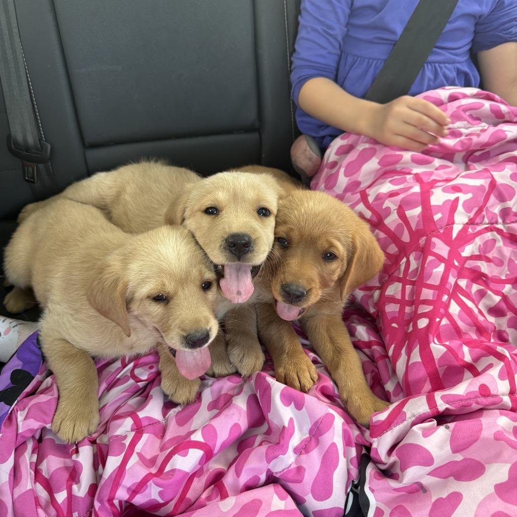 Poppy, Adoptable, Puppy Female Golden Retriever.