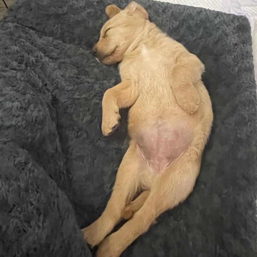 Enlarge Poppy, a Adoptable Golden Retriever in Myrtle Beach, SC image 2/3