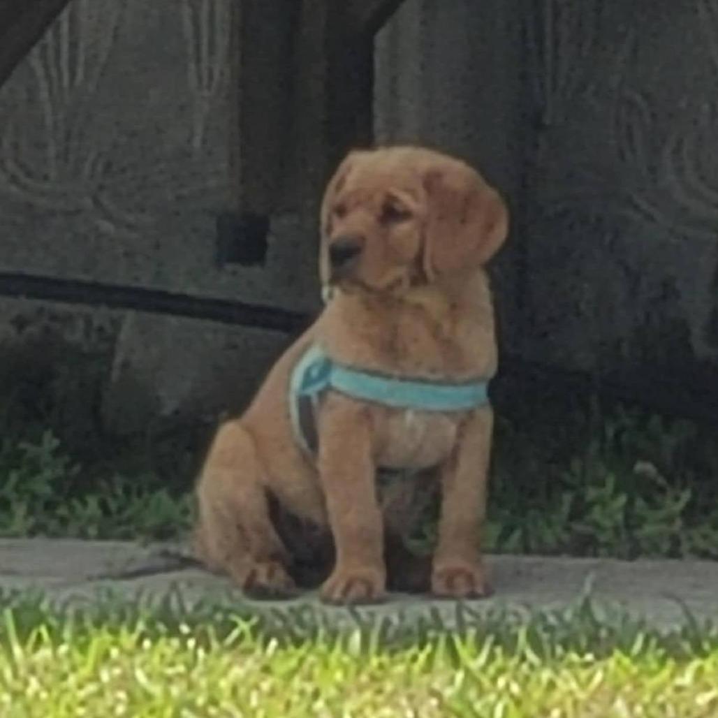 Enlarge Poppy, a Adoptable Golden Retriever in Myrtle Beach, SC image 3/3