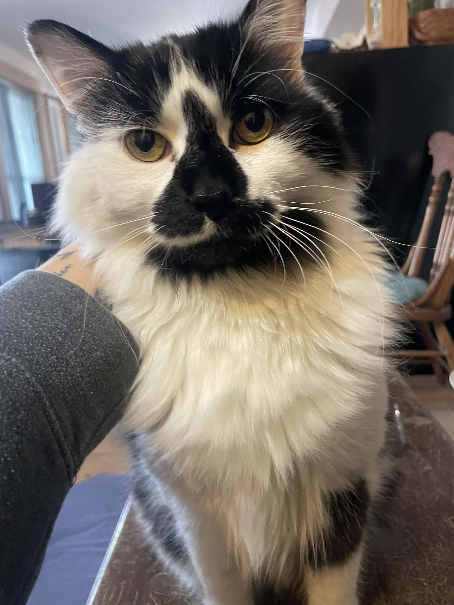 Enlarge Oreo, a ADOPTABLE mixed breed in Leon, KS image 2/2