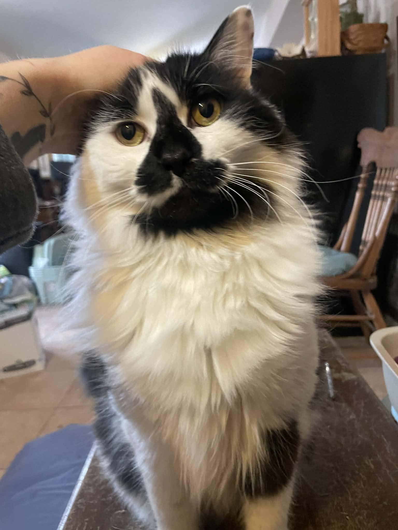 Enlarge Oreo, a ADOPTABLE mixed breed in Leon, KS image 1/2