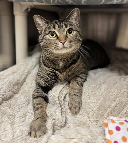 Penny, ADOPTABLE, Young Female Domestic Short Hair.