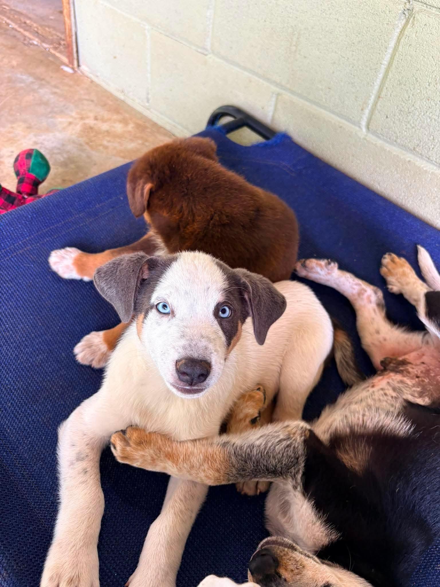 Casper, a Adoptable mixed breed in Smithfield, RI image 3/6