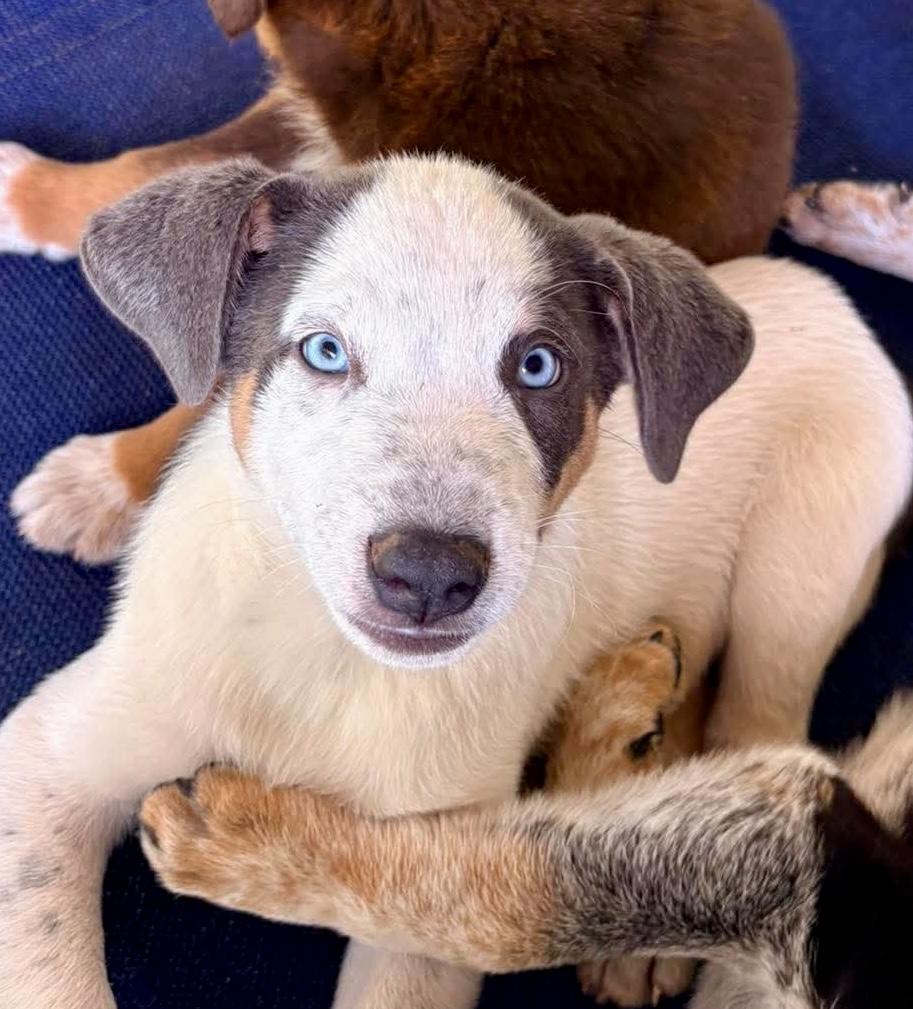 Casper, Adoptable, Puppy Male Australian Shepherd.
