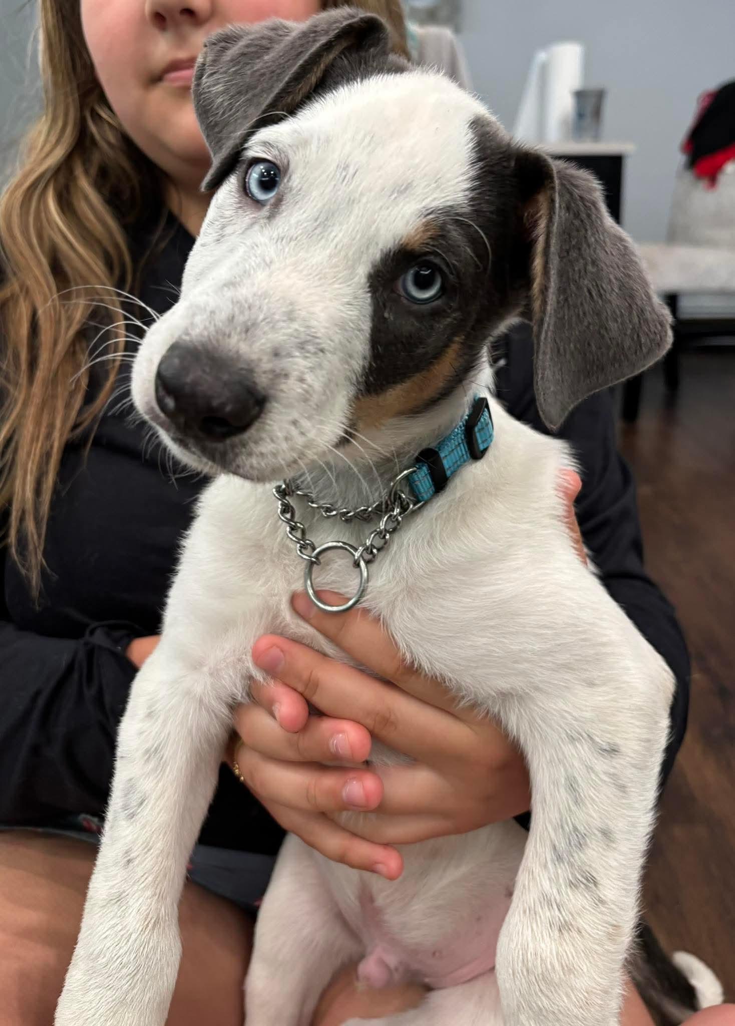 Casper, a Adoptable mixed breed in Smithfield, RI image 4/6