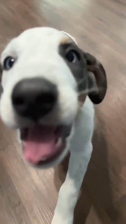 Enlarge Casper, a Adoptable mixed breed in Smithfield, RI video 6/6