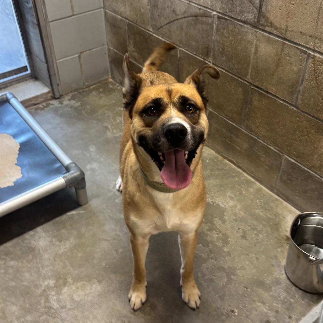 Fern, Adoptable, Adult Female Norwegian Elkhound.