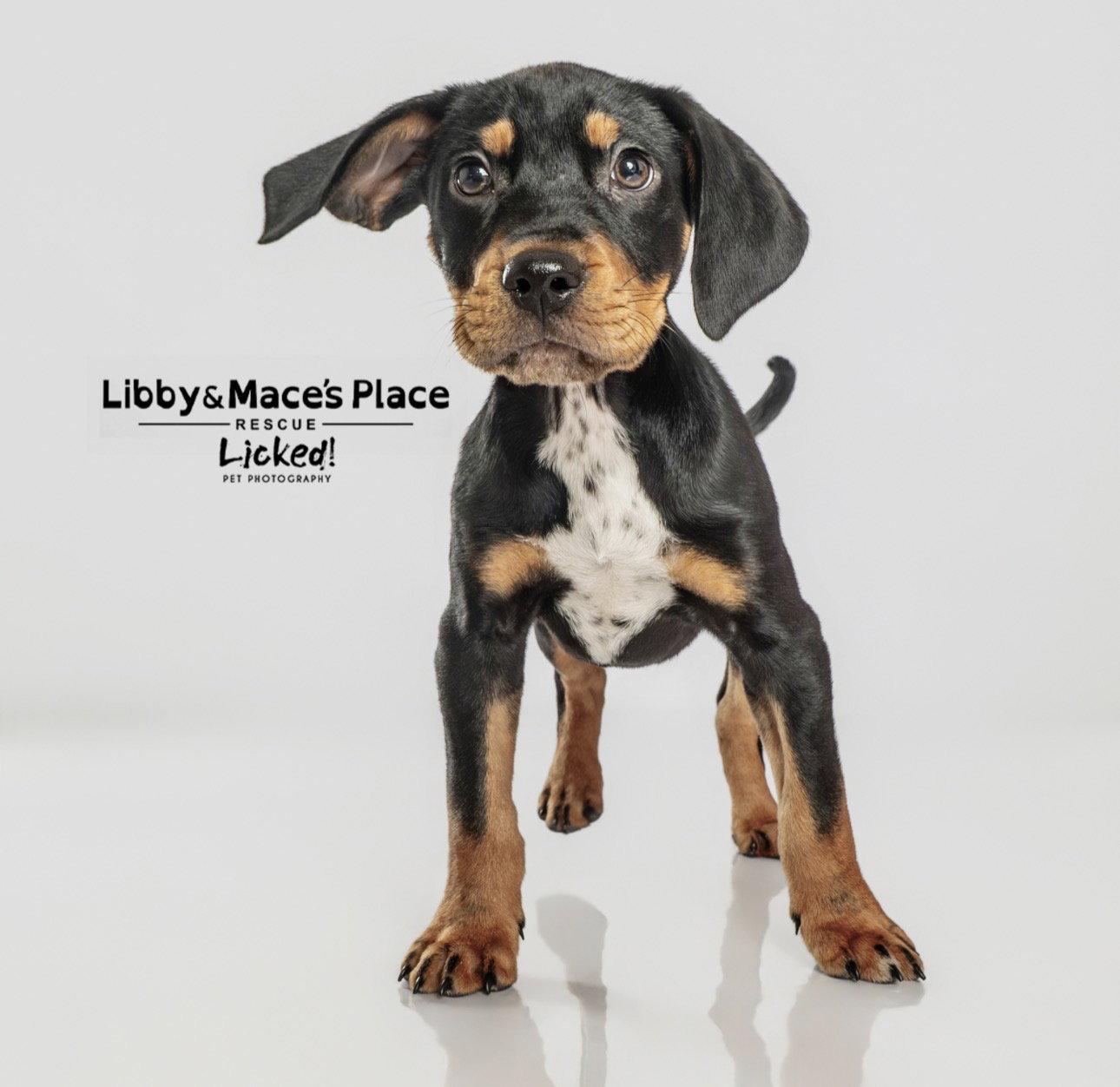 Enlarge Happy, a Adopted Hound in Mount Pleasant, SC image 3/3