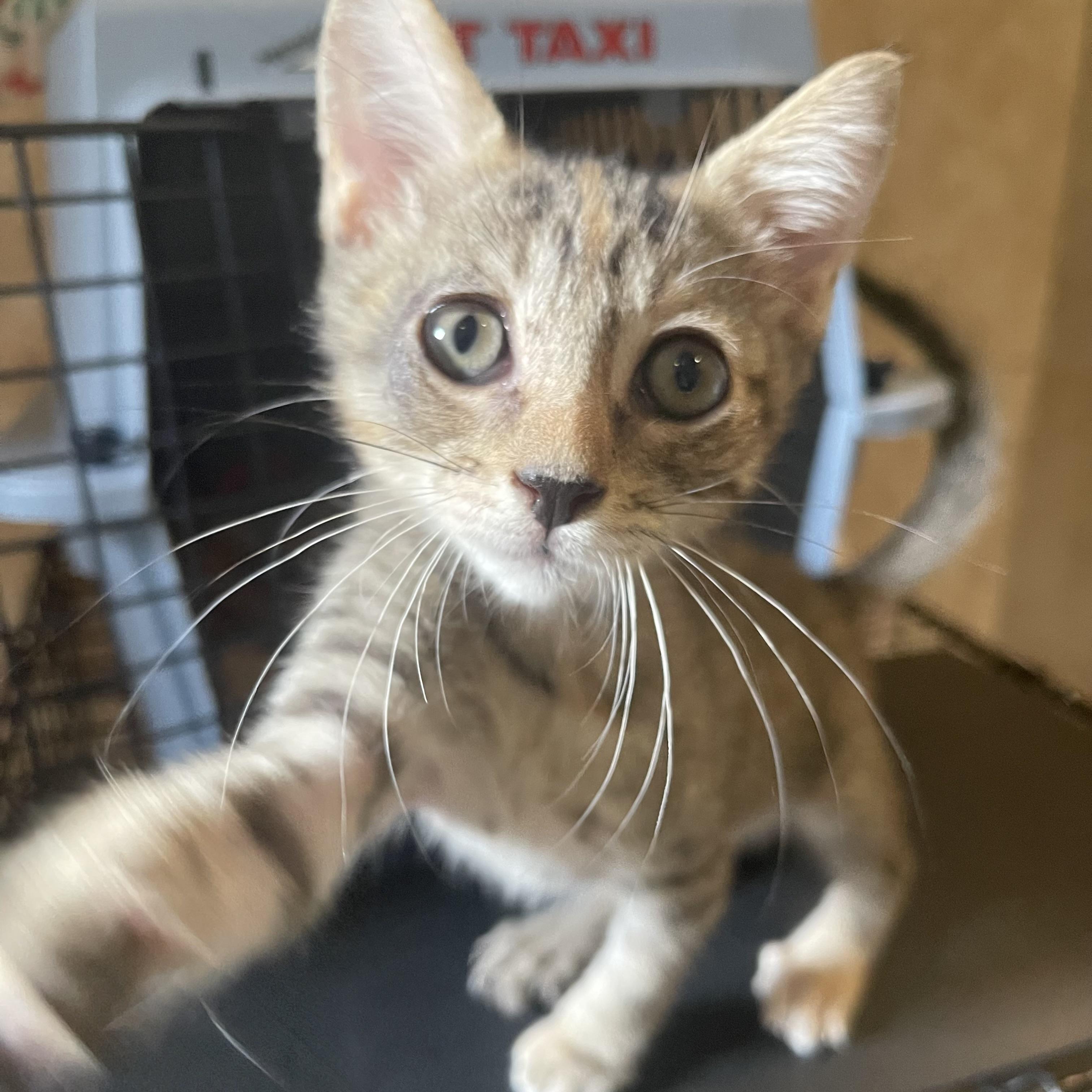 Enlarge Hermione, a Adoptable Domestic Short Hair in Salt Lake City, UT image 2/6