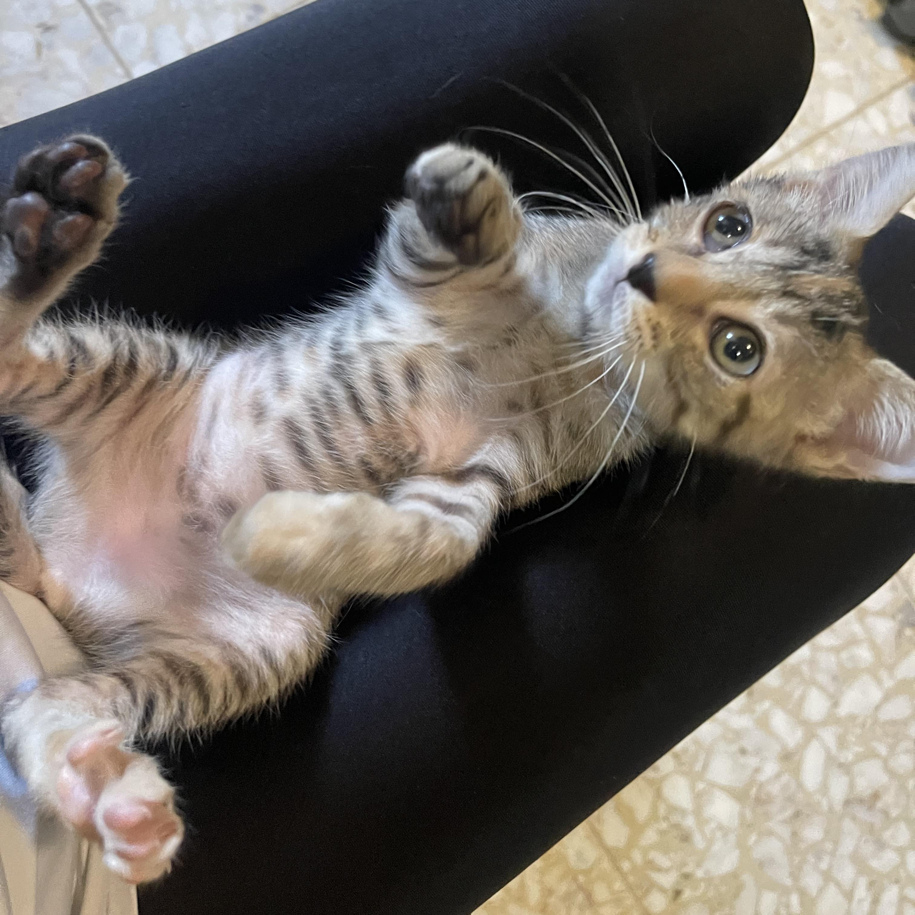 Enlarge Hermione, a Adoptable Domestic Short Hair in Salt Lake City, UT image 3/6