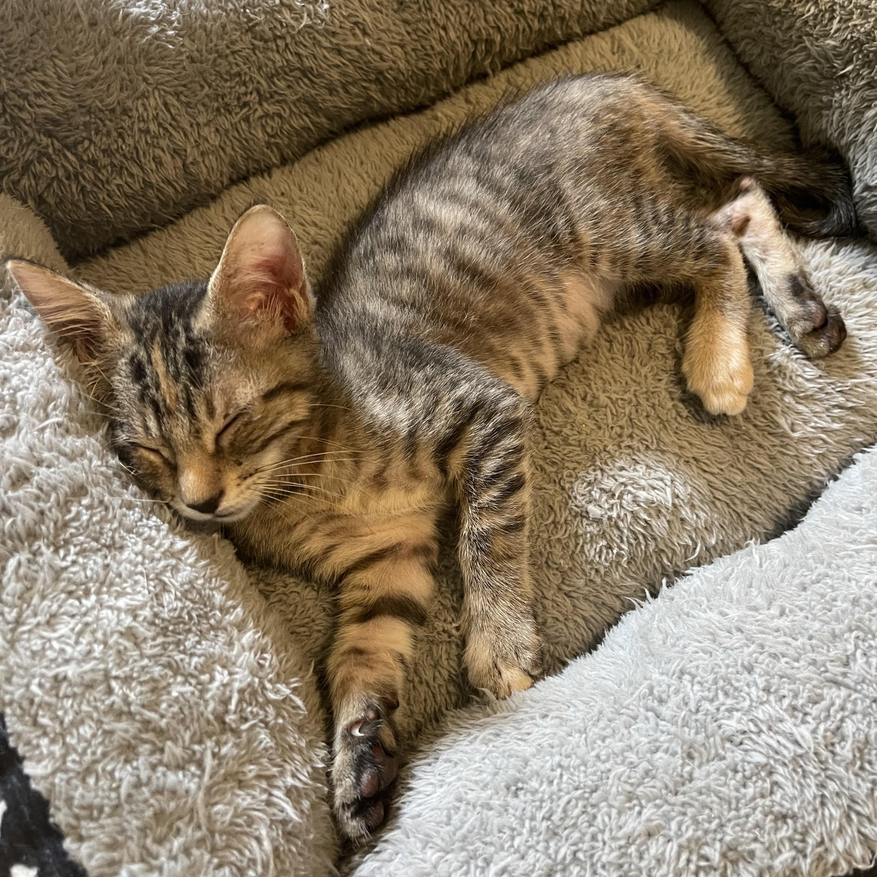 Enlarge Hermione, a Adoptable Domestic Short Hair in Salt Lake City, UT image 6/6