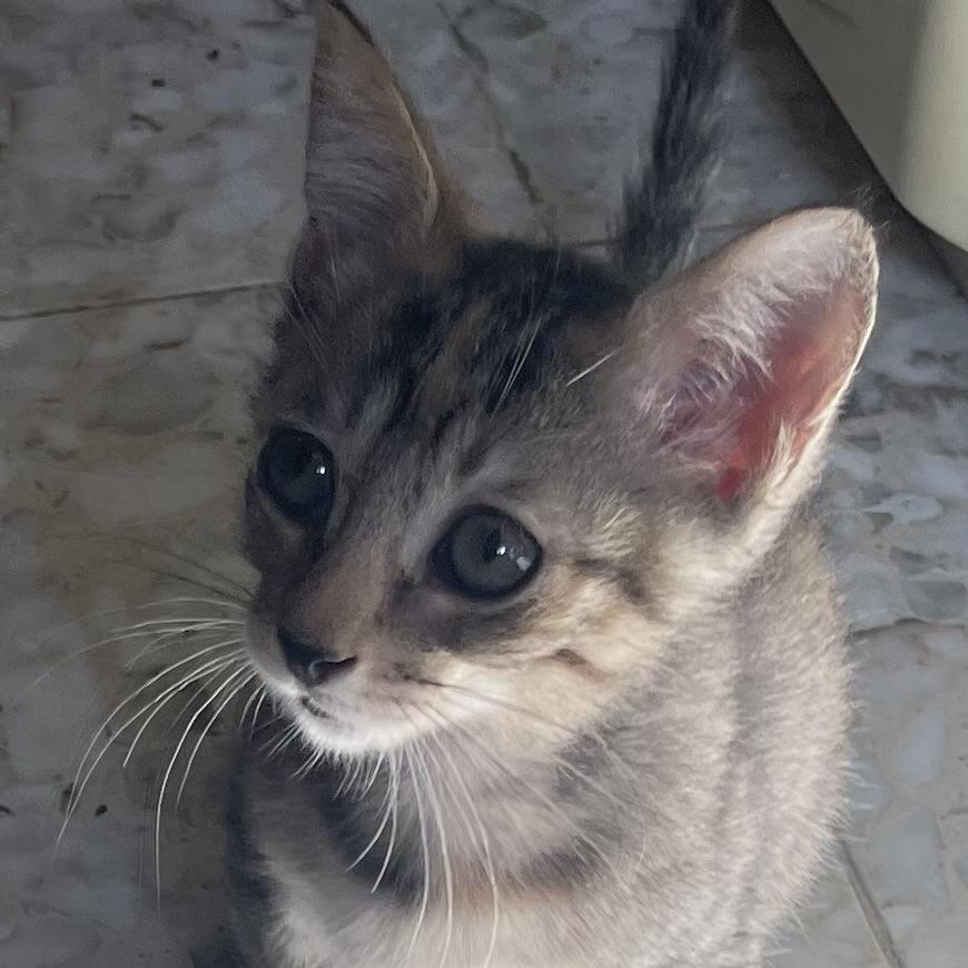 Enlarge Hermione, a Adoptable Domestic Short Hair in Salt Lake City, UT image 5/6