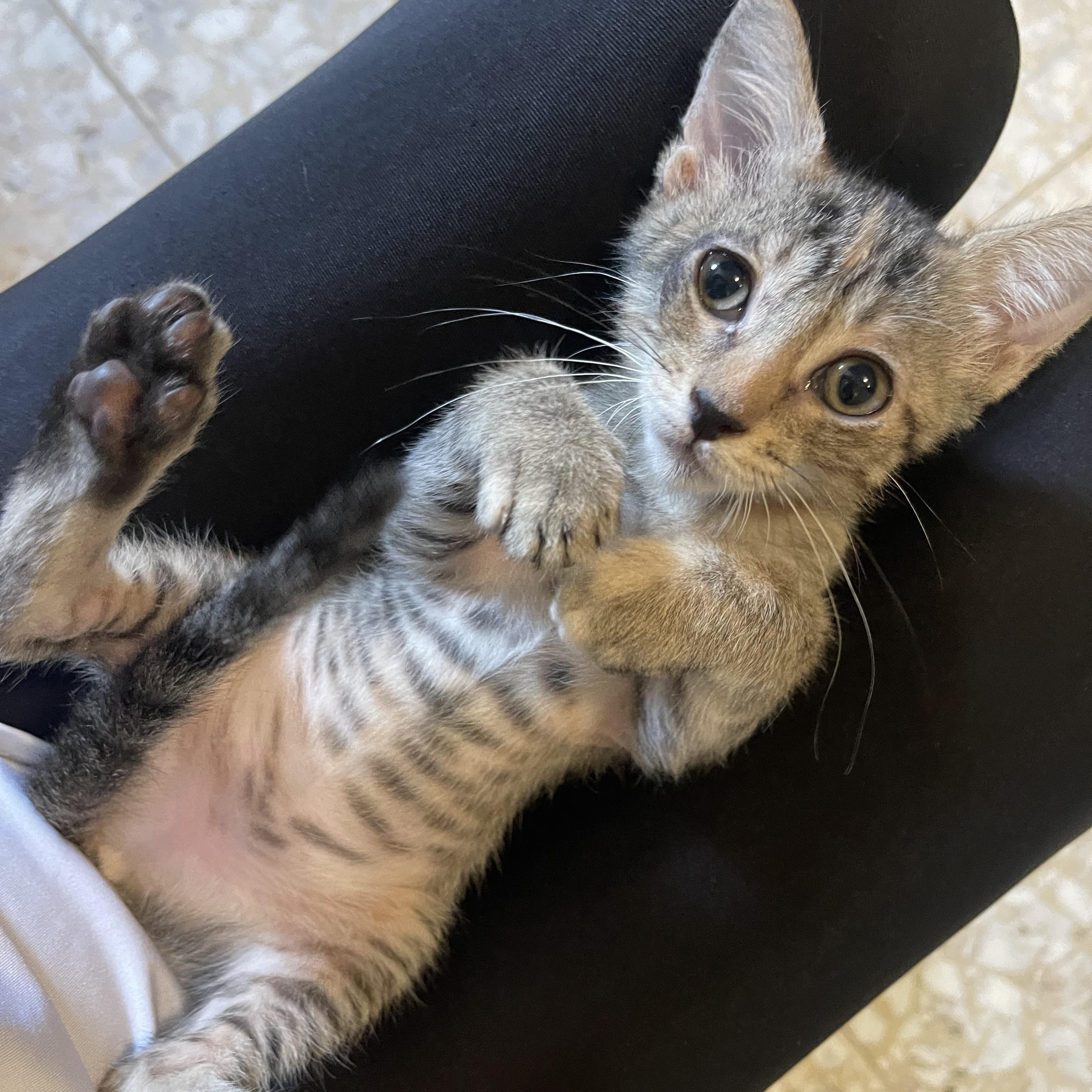 Hermione, Adoptable, Kitten Female Domestic Short Hair.