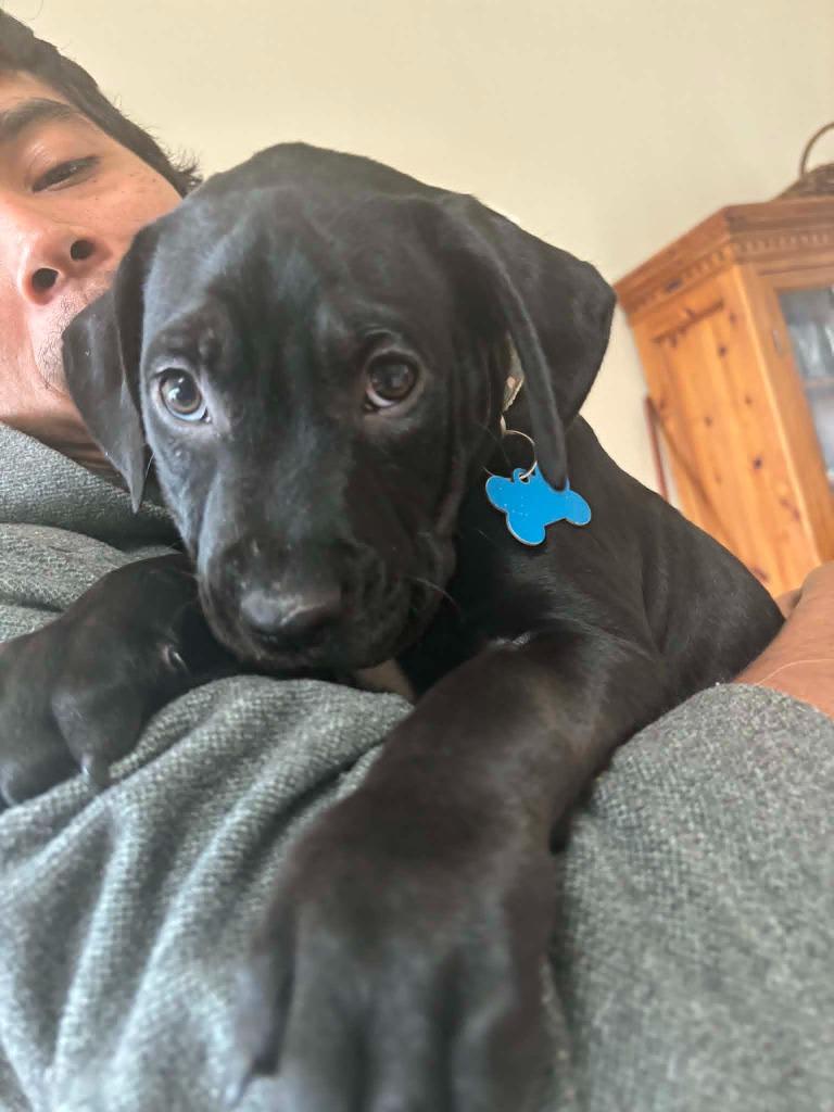 Marvin, Adoptable, Puppy Male Mixed Breed.