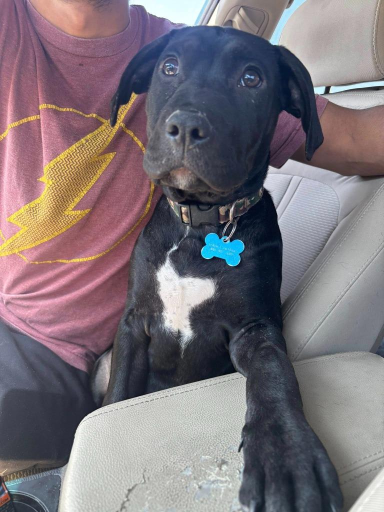 Marvin, a Adoptable Mixed Breed in Mesa, AZ image 2/4