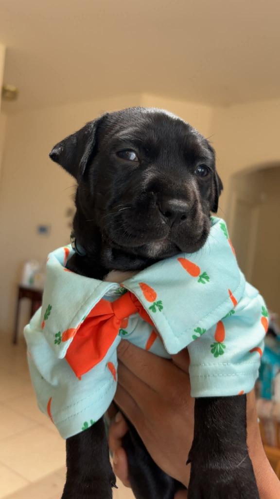 Enlarge Marvin, a Adoptable Mixed Breed in Mesa, AZ image 3/3