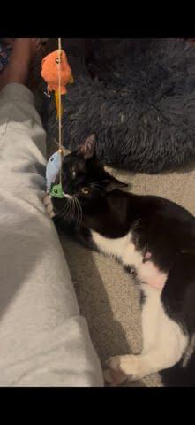 91083a Starry- Pounce Cat Cafe, Adoptable, Adult Female Domestic Short Hair & Domestic Short Hair.